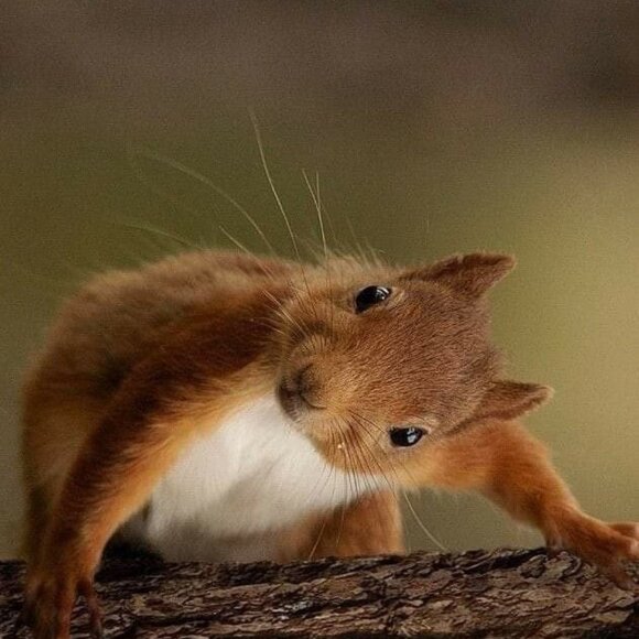 Meet your Posher, Jen - Picture 1 of 1